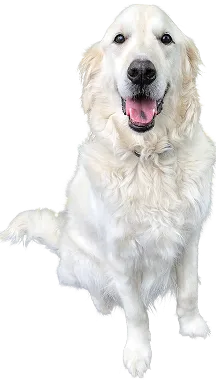 トレーナーである大友茜の飼い犬であるイングリッシュクリーム系のゴールデンレトリーバー