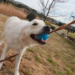 犬がおもちゃを加えてトレーニングしている様子