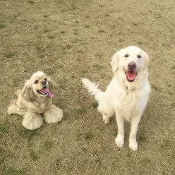子犬が屋外で座っている様子