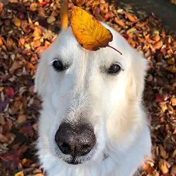 成犬が屋外で座っている様子
