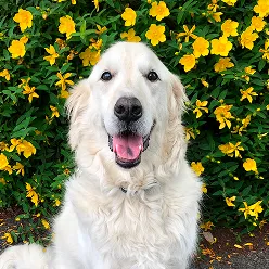 犬が屋外で笑顔を見せている様子