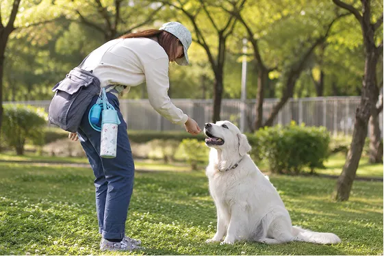 ドッグトレーナーの大友茜が公園で犬にトレーニングを行っている